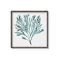 Picture of Teal Coral II  _GroupedProduct_Square_Canvas_Framed_