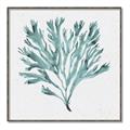 Picture of Teal Coral II  _GroupedProduct_Square_Canvas_Framed_