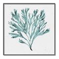 Picture of Teal Coral II  _GroupedProduct_Square_Canvas_Framed_