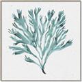 Picture of Teal Coral II  _GroupedProduct_Square_Canvas_Framed_