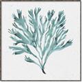 Picture of Teal Coral II  _GroupedProduct_Square_Canvas_Framed_