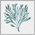 Picture of Teal Coral II  _GroupedProduct_Square_Canvas_Framed_