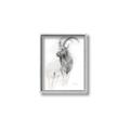 Picture of Ram Charcoal _GroupedProduct_Rectangle_Portrait_Canvas_Framed_