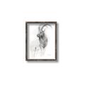 Picture of Ram Charcoal _GroupedProduct_Rectangle_Portrait_Canvas_Framed_
