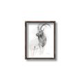 Picture of Ram Charcoal _GroupedProduct_Rectangle_Portrait_Canvas_Framed_
