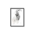Picture of Ram Charcoal _GroupedProduct_Rectangle_Portrait_Canvas_Framed_