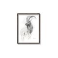 Picture of Ram Charcoal _GroupedProduct_Rectangle_Portrait_Canvas_Framed_