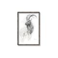 Picture of Ram Charcoal _GroupedProduct_Rectangle_Portrait_Canvas_Framed_