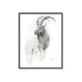 Picture of Ram Charcoal _GroupedProduct_Rectangle_Portrait_Canvas_Framed_