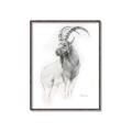 Picture of Ram Charcoal _GroupedProduct_Rectangle_Portrait_Canvas_Framed_