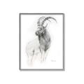 Picture of Ram Charcoal _GroupedProduct_Rectangle_Portrait_Canvas_Framed_