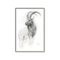 Picture of Ram Charcoal _GroupedProduct_Rectangle_Portrait_Canvas_Framed_