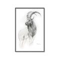 Picture of Ram Charcoal _GroupedProduct_Rectangle_Portrait_Canvas_Framed_