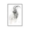 Picture of Ram Charcoal _GroupedProduct_Rectangle_Portrait_Canvas_Framed_