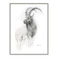 Picture of Ram Charcoal _GroupedProduct_Rectangle_Portrait_Canvas_Framed_