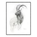 Picture of Ram Charcoal _GroupedProduct_Rectangle_Portrait_Canvas_Framed_