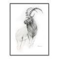 Picture of Ram Charcoal _GroupedProduct_Rectangle_Portrait_Canvas_Framed_