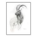 Picture of Ram Charcoal _GroupedProduct_Rectangle_Portrait_Canvas_Framed_