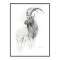 Picture of Ram Charcoal _GroupedProduct_Rectangle_Portrait_Canvas_Framed_