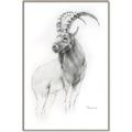 Picture of Ram Charcoal _GroupedProduct_Rectangle_Portrait_Canvas_Framed_