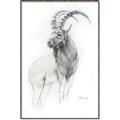 Picture of Ram Charcoal _GroupedProduct_Rectangle_Portrait_Canvas_Framed_