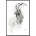Picture of Ram Charcoal _GroupedProduct_Rectangle_Portrait_Canvas_Framed_