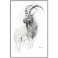 Picture of Ram Charcoal _GroupedProduct_Rectangle_Portrait_Canvas_Framed_