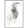 Picture of Ram Charcoal _GroupedProduct_Rectangle_Portrait_Canvas_Framed_