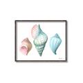 Picture of Seashells I  _GroupedProduct_Rectangle_Landscape_Canvas_Framed_