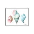 Picture of Seashells I  _GroupedProduct_Rectangle_Landscape_Canvas_Framed_