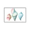 Picture of Seashells I  _GroupedProduct_Rectangle_Landscape_Canvas_Framed_