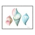 Picture of Seashells I  _GroupedProduct_Rectangle_Landscape_Canvas_Framed_