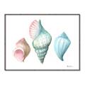 Picture of Seashells I  _GroupedProduct_Rectangle_Landscape_Canvas_Framed_