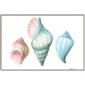 Picture of Seashells I  _GroupedProduct_Rectangle_Landscape_Canvas_Framed_