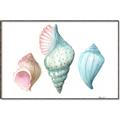 Picture of Seashells I  _GroupedProduct_Rectangle_Landscape_Canvas_Framed_