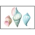 Picture of Seashells I  _GroupedProduct_Rectangle_Landscape_Canvas_Framed_