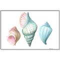 Picture of Seashells I  _GroupedProduct_Rectangle_Landscape_Canvas_Framed_