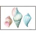 Picture of Seashells I  _GroupedProduct_Rectangle_Landscape_Canvas_Framed_