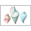 Picture of Seashells I  _GroupedProduct_Rectangle_Landscape_Canvas_Framed_