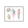Picture of Seashells II  _GroupedProduct_Rectangle_Landscape_Canvas_Framed_