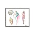 Picture of Seashells II  _GroupedProduct_Rectangle_Landscape_Canvas_Framed_