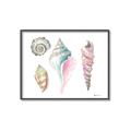 Picture of Seashells II  _GroupedProduct_Rectangle_Landscape_Canvas_Framed_