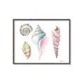 Picture of Seashells II  _GroupedProduct_Rectangle_Landscape_Canvas_Framed_