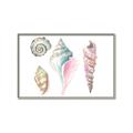 Picture of Seashells II  _GroupedProduct_Rectangle_Landscape_Canvas_Framed_