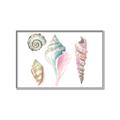 Picture of Seashells II  _GroupedProduct_Rectangle_Landscape_Canvas_Framed_