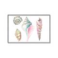 Picture of Seashells II  _GroupedProduct_Rectangle_Landscape_Canvas_Framed_