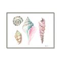 Picture of Seashells II  _GroupedProduct_Rectangle_Landscape_Canvas_Framed_
