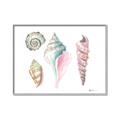 Picture of Seashells II  _GroupedProduct_Rectangle_Landscape_Canvas_Framed_