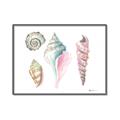 Picture of Seashells II  _GroupedProduct_Rectangle_Landscape_Canvas_Framed_