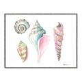 Picture of Seashells II  _GroupedProduct_Rectangle_Landscape_Canvas_Framed_